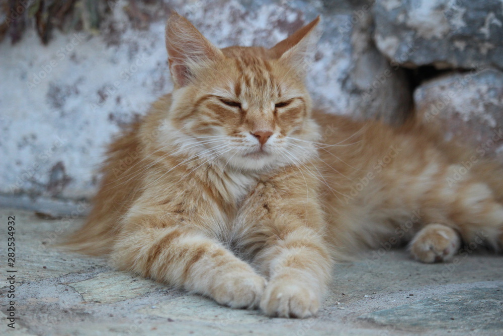 Cute long-haired ginger tabby cat