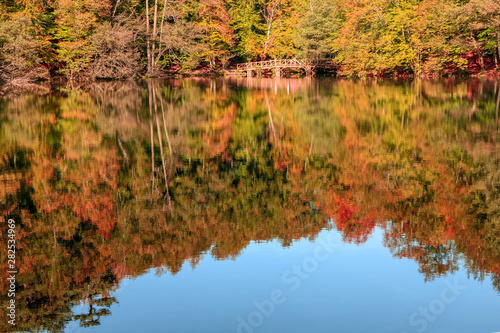 autumn leaves reflecting in water