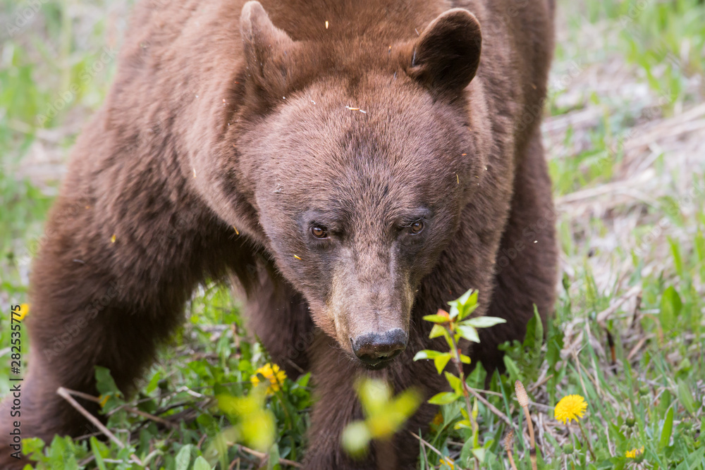 Fototapeta premium Cinnamon black bear in the wild