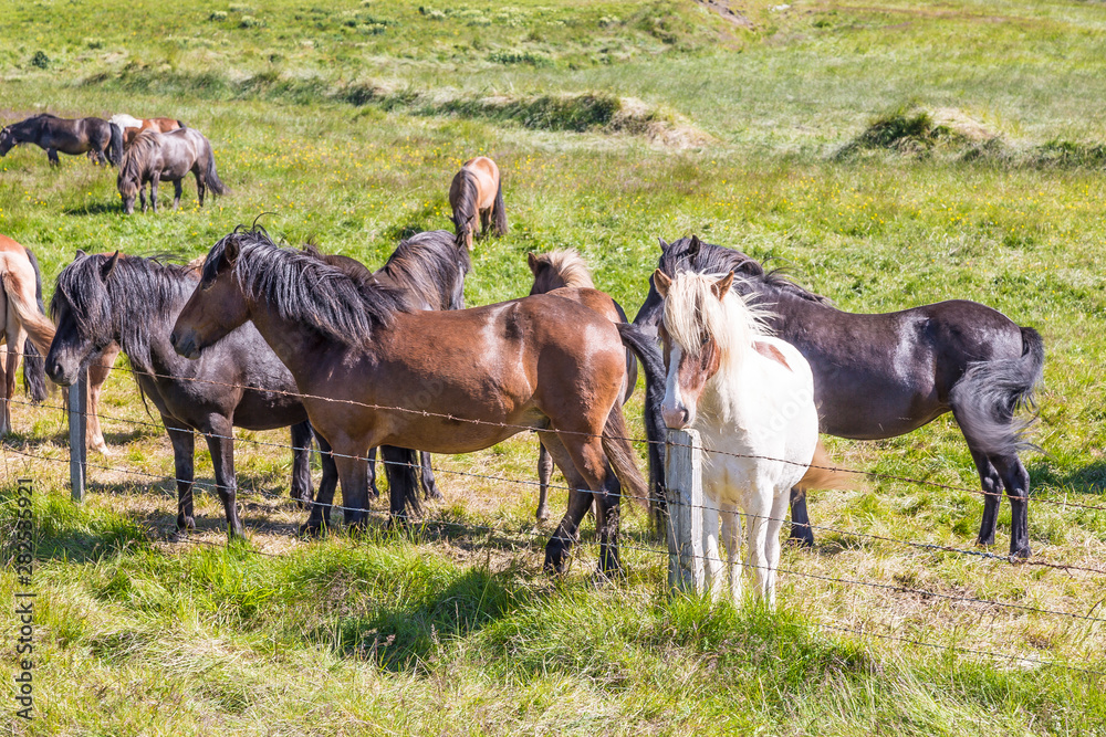 Herd of iceland ponys on green meadow in summer 2017 Herd of iceland ponys on green meadow in summer 2017