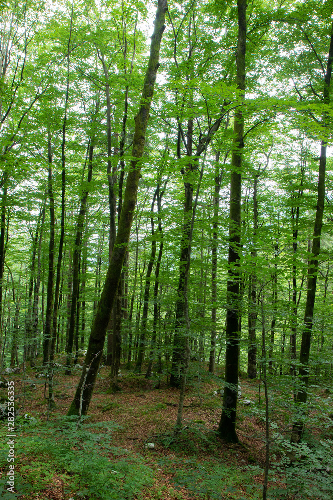 beautiful forest in Triglav National park, Slovenia