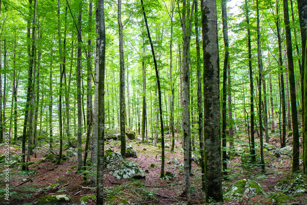 beautiful forest in Triglav National park, Slovenia beautiful forest in Triglav National park, Slovenia