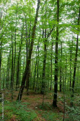 beautiful forest in Triglav National park  Slovenia