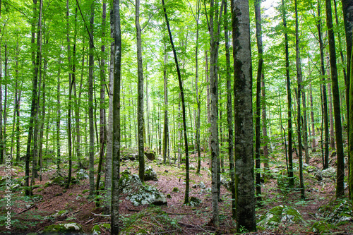 beautiful forest in Triglav National park  Slovenia