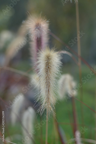 Poaceae Flower in garden, Selective Focus