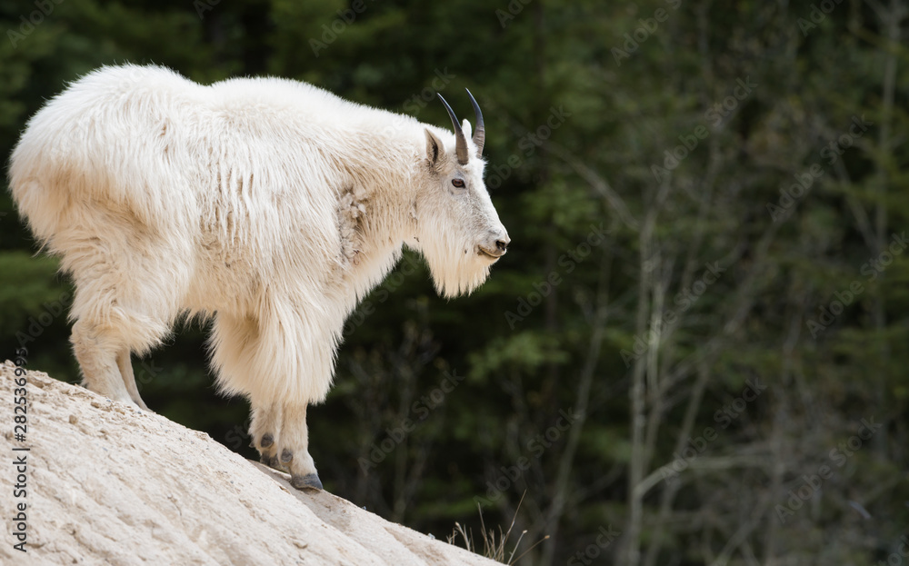 Mountain goat in the wild