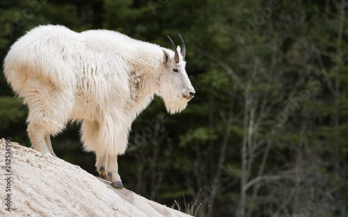 Mountain goat in the wild