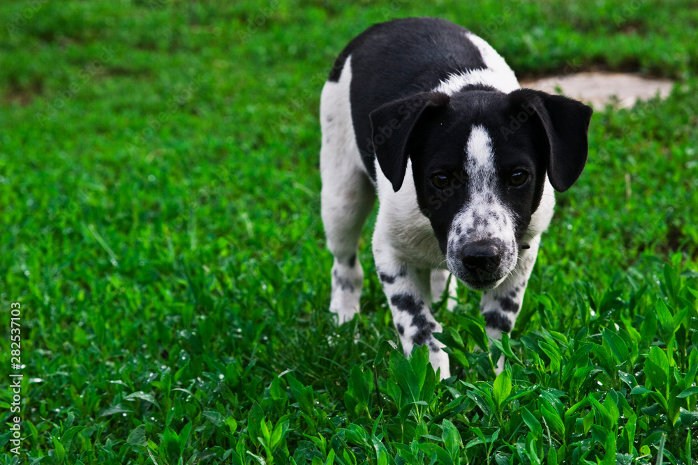 Cute dog runs on a green lawn
