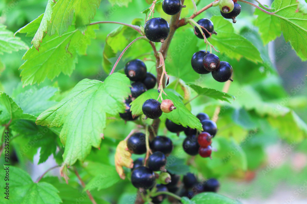 Ripe black currants. Close-up. Background. Ripe black currants. Close-up. Background.