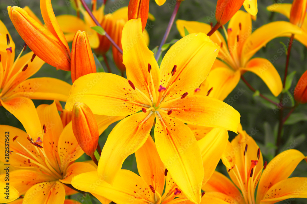 Beautiful yellow lily flowers. Close-up. Background. Texture. Beautiful yellow lily flowers. Close-up. Background. Texture.