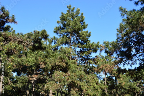 Conifer tree at the park in sunny day
