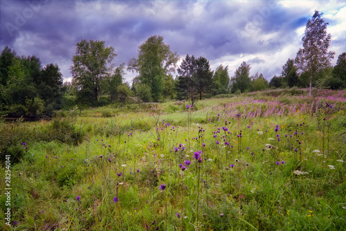 Summer meadow landscape with green grass and wild flowers on the background of a forest.