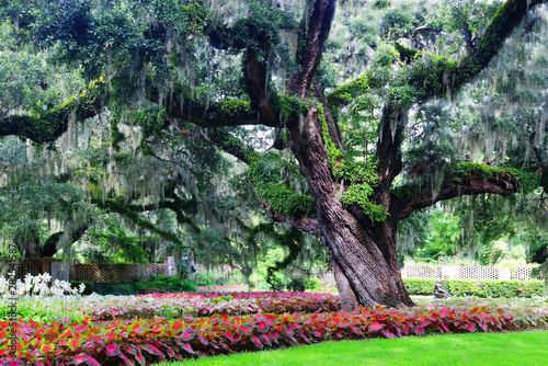 Beautiful southern nature background. Scenic view with beautiful live oaks with spanish moss and colorful plants under the trees. Landscape in South Carolina, USA. photo