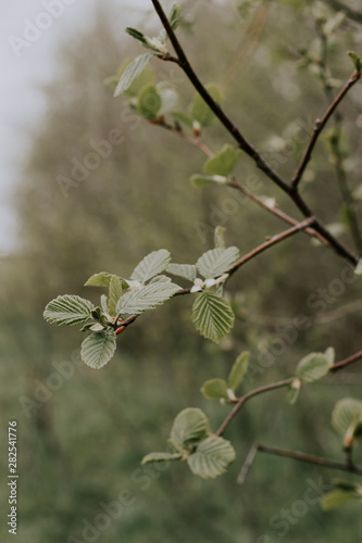 tree branch with young leaves