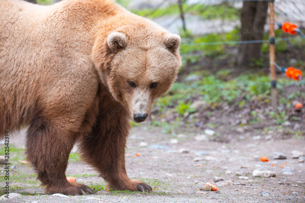 Fototapeta premium Grizzly Bears playing in water in a zoo enclosure 