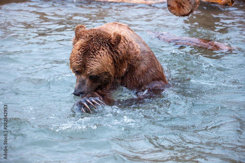 Fototapeta premium Grizzly Bears playing in water in a zoo enclosure 