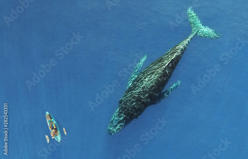 Kayak next to Whale