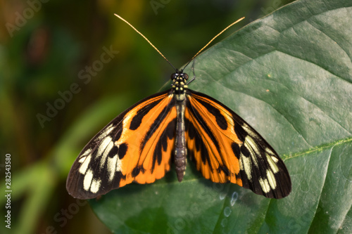 Orange, black and white butterfly, posing on a green leaf. Heliconius Numata Aurora. Latin America © Pajaros Volando