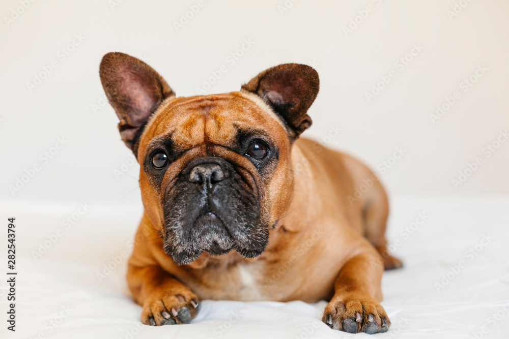 cute brown french bulldog lying on the bed at home and looking at the camera. Funny and playful expression. Pets indoors and lifestyle