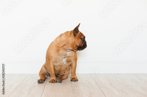 portrait of cute brown french bulldog at home and looking at the camera. Funny and playful expression. Pets indoors and lifestyle