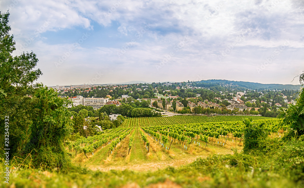 Fototapeta premium Wide angle view of a Vineyard in western part of Vienna Austria