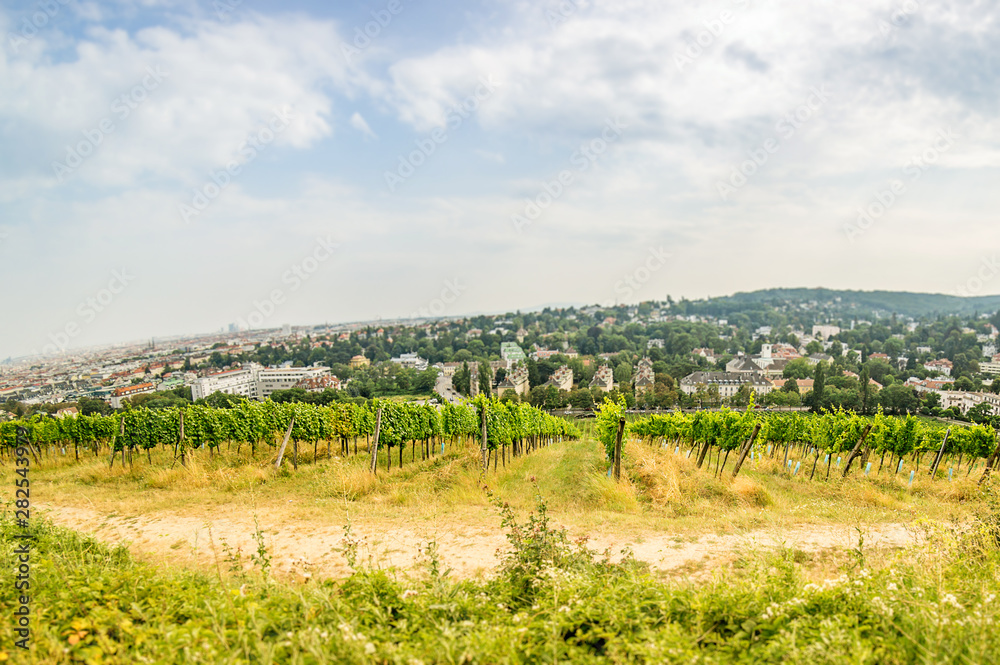 Wide angle view of a Vineyard in western part of Vienna Austria