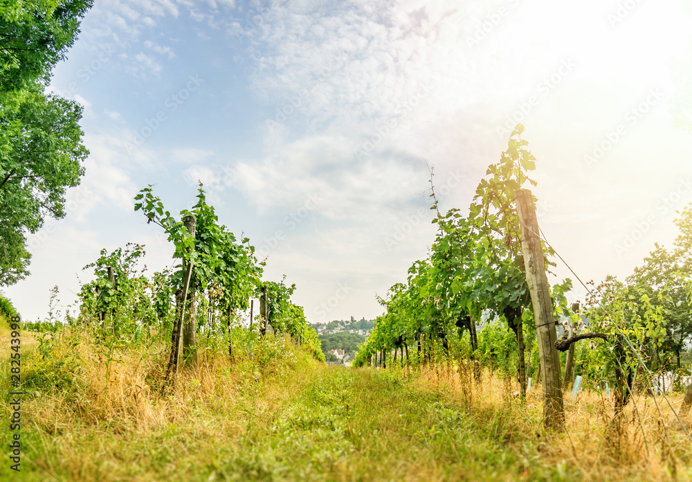 Low angle view of a small Vineyard in Vienna