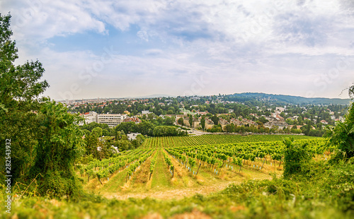 Wide angle view of a Vineyard in western part of Vienna Austria