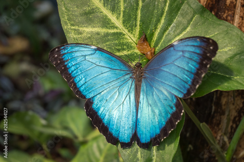 Huge blue Morpho butterfly with turquoise tones and black borders. Posing on the leaf of a plant. Latin America
