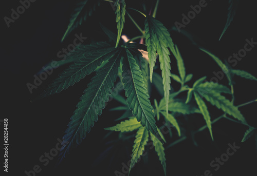 Dark Full frame shot of Cannabis plants against dark backdrop