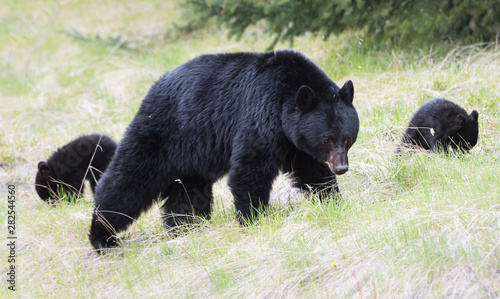 Black bear in the wild