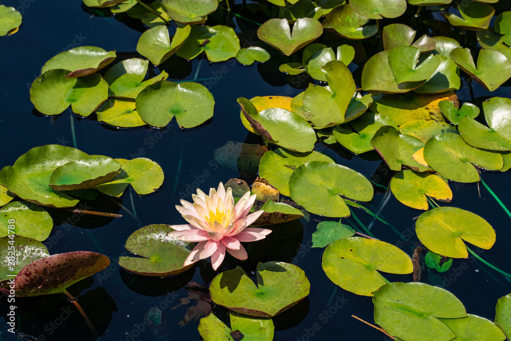 Water lily with leaves 