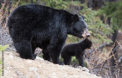 Black bear in the wild