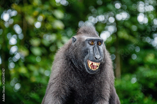 Celebes crested macaque with open mouth. Green natural background. Crested black macaque, Sulawesi crested macaque, or black ape. Natural habitat. Sulawesi Island. Indonesia