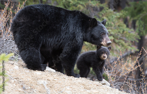 Black bear in the wild