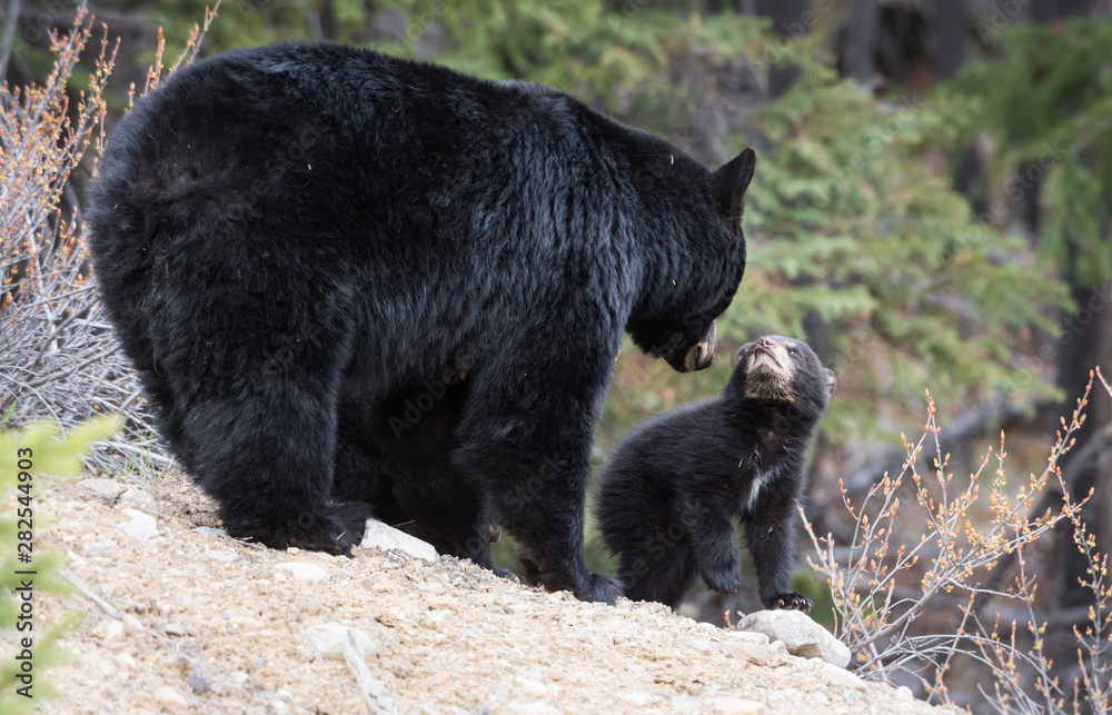 Fototapeta premium Black bear in the wild