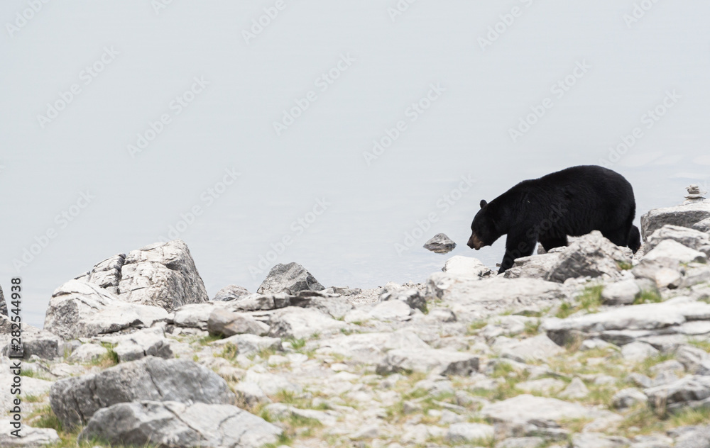 Fototapeta premium Black bear in the wild