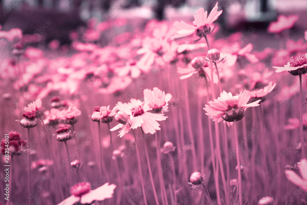 Fototapeta premium Field of amazing summer flowers. Beautiful nature