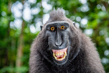 Celebes crested macaque with open mouth. Close up portrait on the green natural background. Crested black macaque, Sulawesi crested macaque, or black ape. Natural habitat. Sulawesi Island. Indonesia