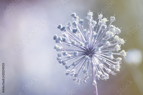 Beautiful wild flower on blurred background, closeup with space for text. Amazing nature in summer