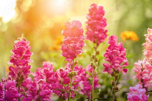 Beautiful spring flowers in garden on sunny day