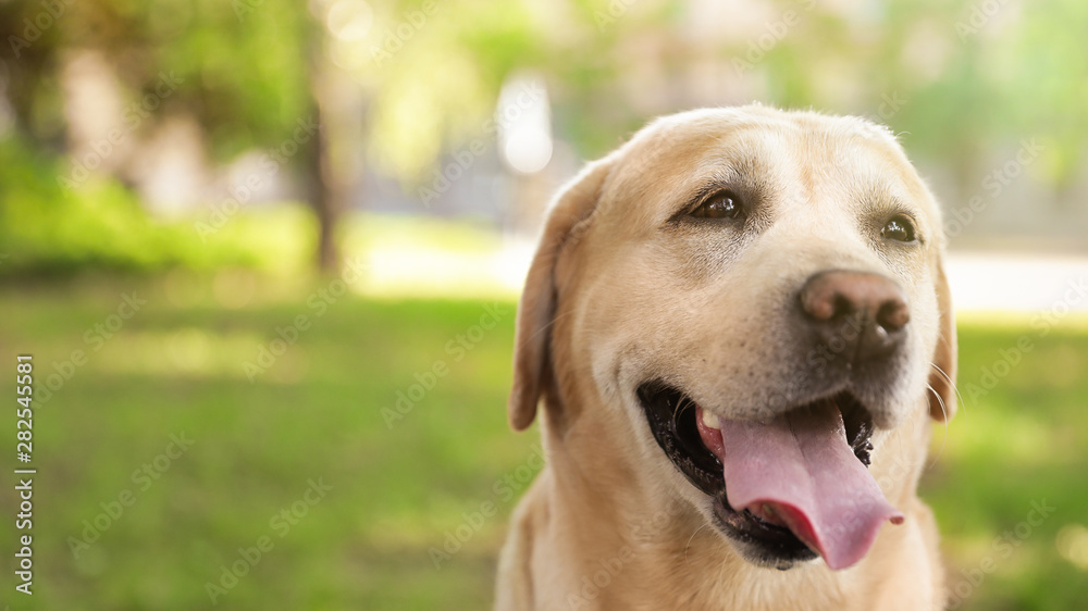 Cute Golden Labrador Retriever dog in summer park
