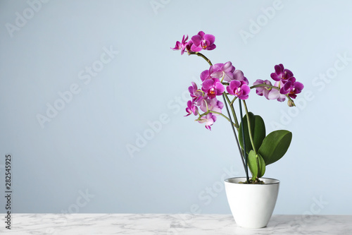 Beautiful tropical orchid flower in pot on marble table against light blue background. Space for text