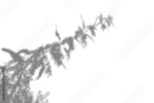 The shadow of the plant on the white wall. Black and white summer background for photo overlay or mockup