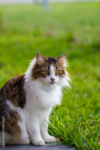 Portrait of Adorable Maine Coon Cat in the Garden. Cute domestic cat, frontal view.  © Alina Grygo