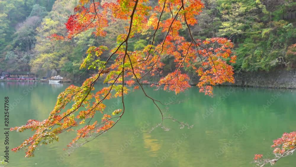The branch of a Japanese maple coved with the fall colors of red and orange leaves hangs down in front of the calm waters of a lake in Japan.
