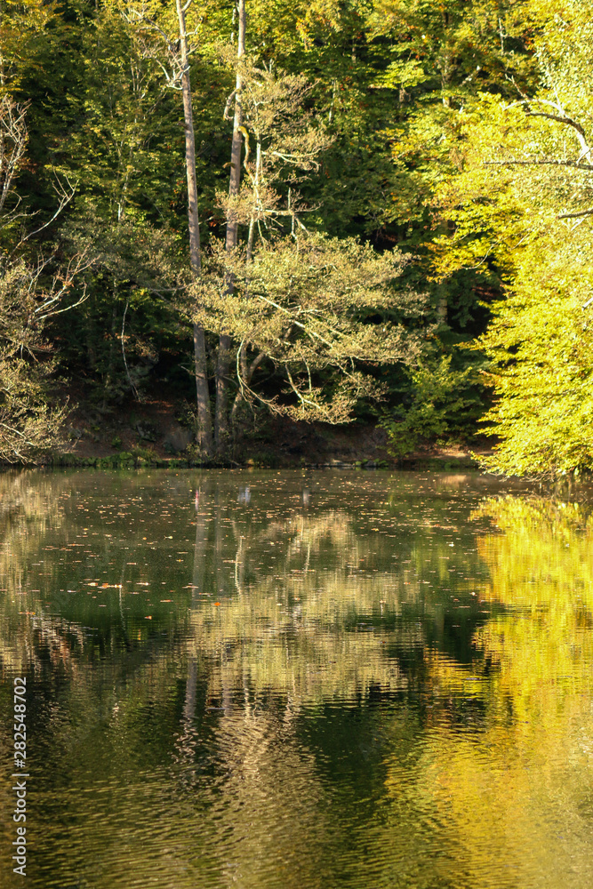 autumn leaves reflecting in water