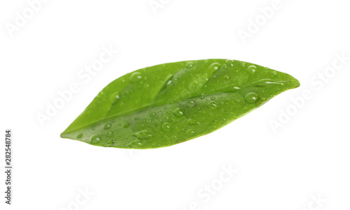 Fresh green coffee leaf with water drops isolated on white