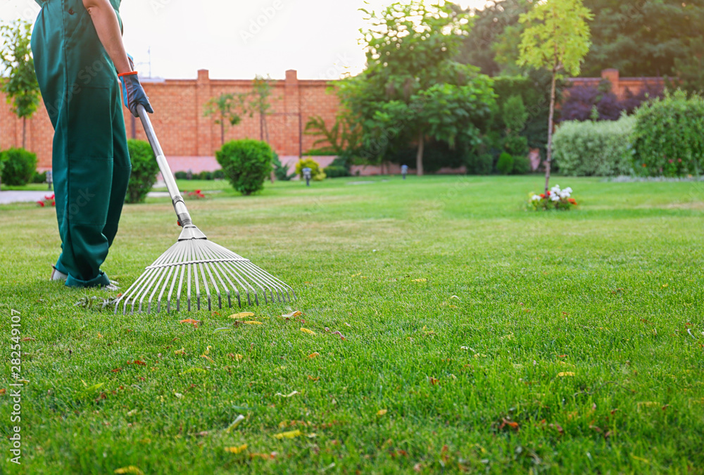 Woman raking green lawn at backyard. Home gardening - obrazy, fototapety, plakaty 