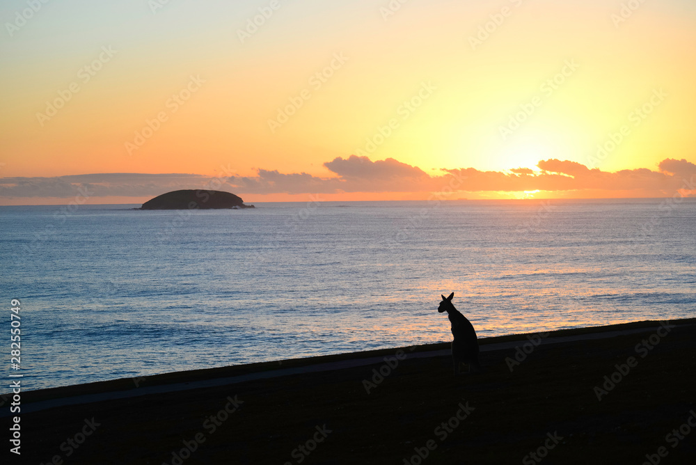 Fototapeta premium Kangaroo silhouette at sunrise in Emerald beach, Australia